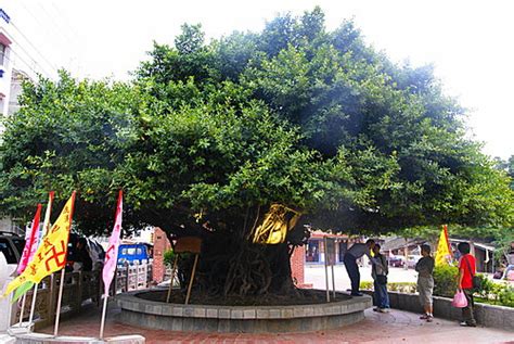 倒種植物|頭下腳上種植的「倒頭榕」為何還能生長呢？關於榕樹。